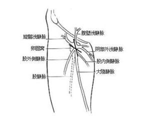 股静脉解剖位置示意图图片