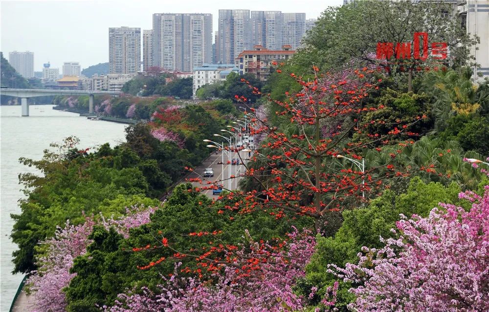 柳州木棉花图片