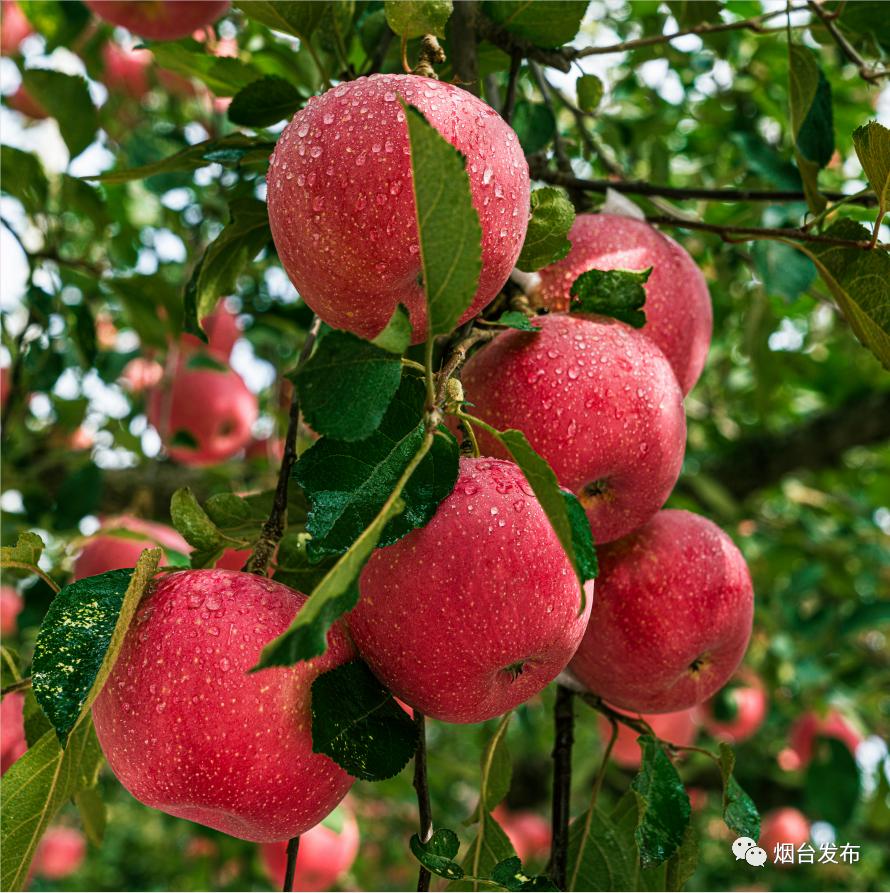 烟台苹果再启果业革命大幕