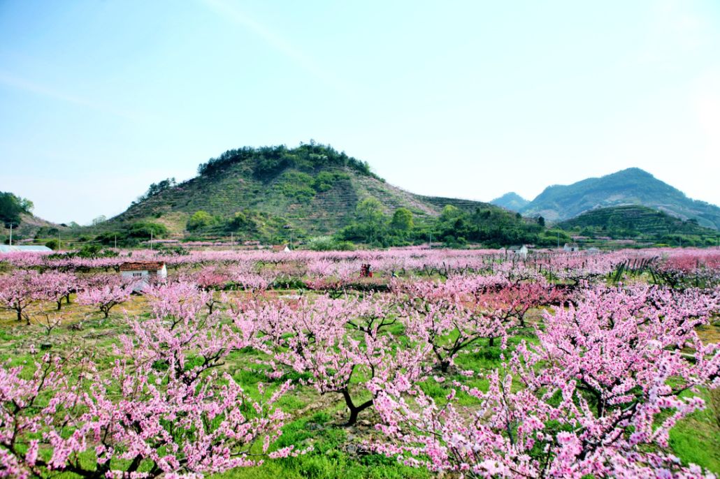 四好农村路让花经济绽放春季游玩路线这么安排不后悔