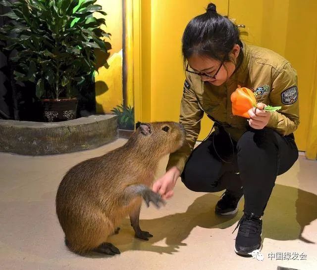 石家莊一室內動物園居然是野生動物救助站志願者反映