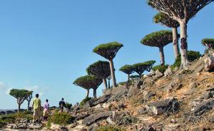 寻找植物活化石龙血树，探秘也门索科特拉岛