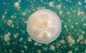 海成湖探秘：说大型培养皿里的潜游可能更合适