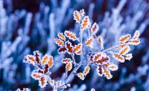 霜降養(yǎng)生：一年補(bǔ)透透，不如補(bǔ)霜降