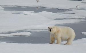 如何处心积虑地接近一头北极熊