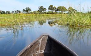 划独木舟看大象——博茨瓦纳水上历险