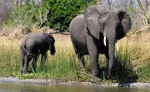 如何搬动五百头大象来保护它们？