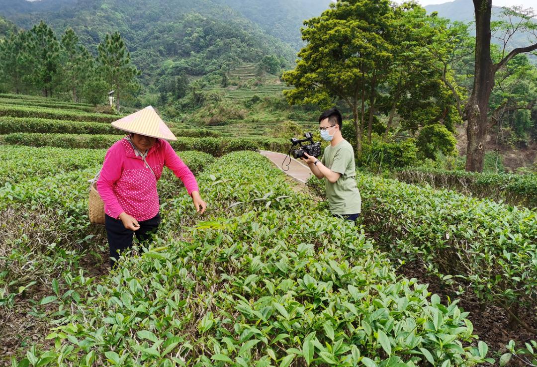 脱贫攻坚各级媒体聚焦开平茶产业扶贫工作成效