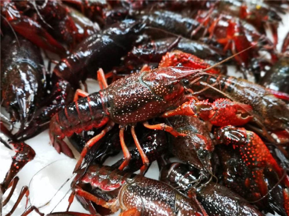 潜江小龙虾秭归脐橙嘉鱼莲藕看鄂了就帮湖北拼一单