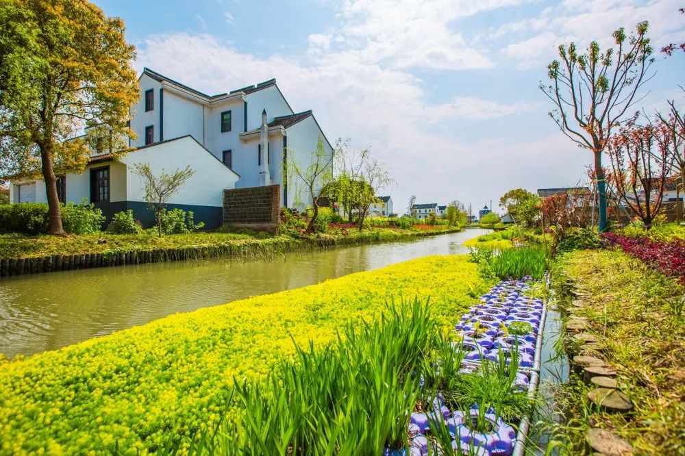 优美庭院广陈镇篇阳春三月最是庭院惹人爱