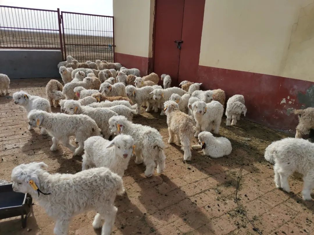 草原春来到羊宝宝扎堆来报到