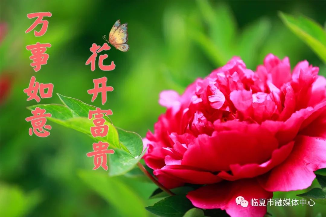 見花如面送你一組河州牡丹表情包轉發親朋好友送祝福