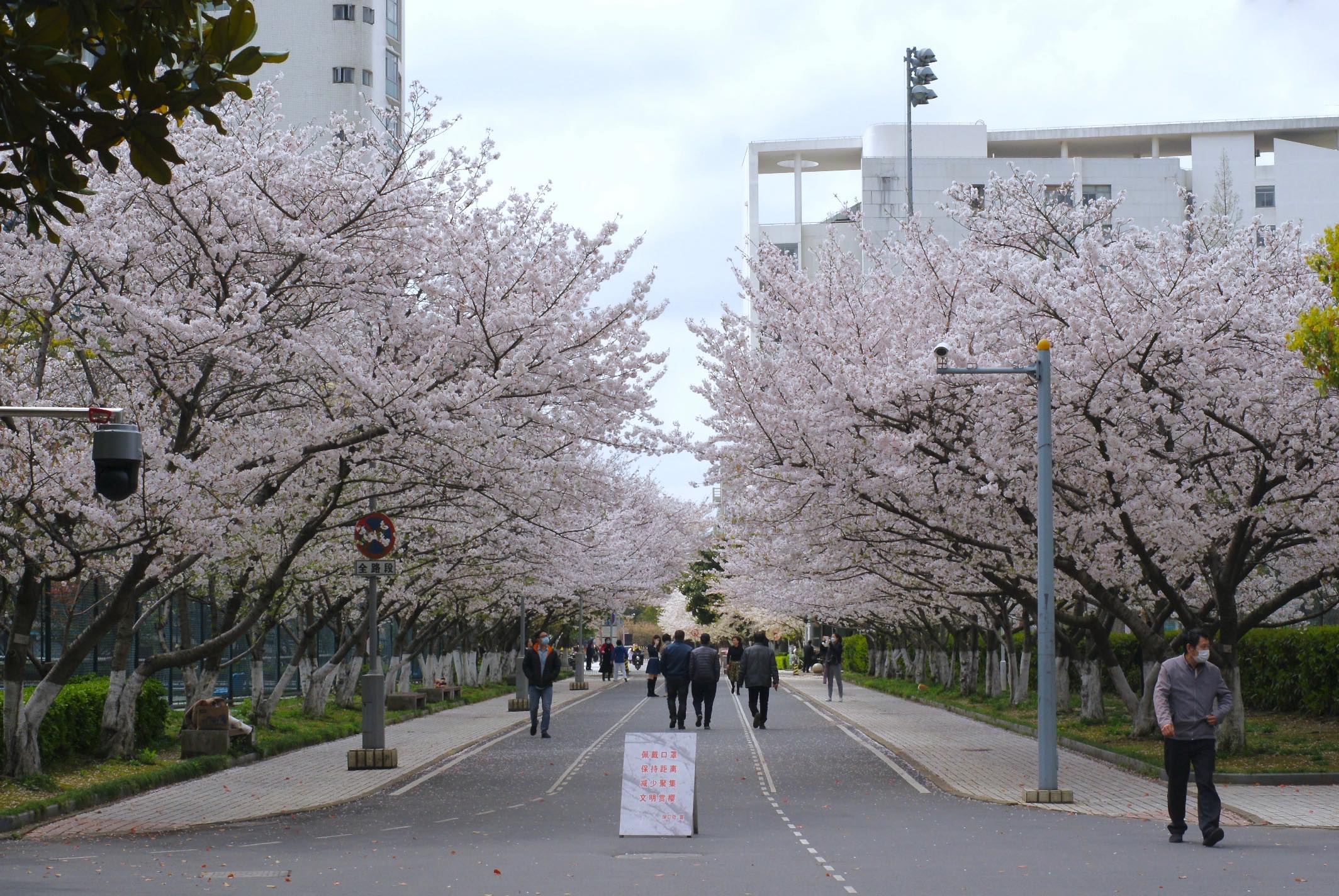 实拍！同济大学樱花盛放，来看粉色“云”海——上海热线