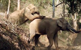 疫情之下，泰国旅游业圈养大象正在挨饿