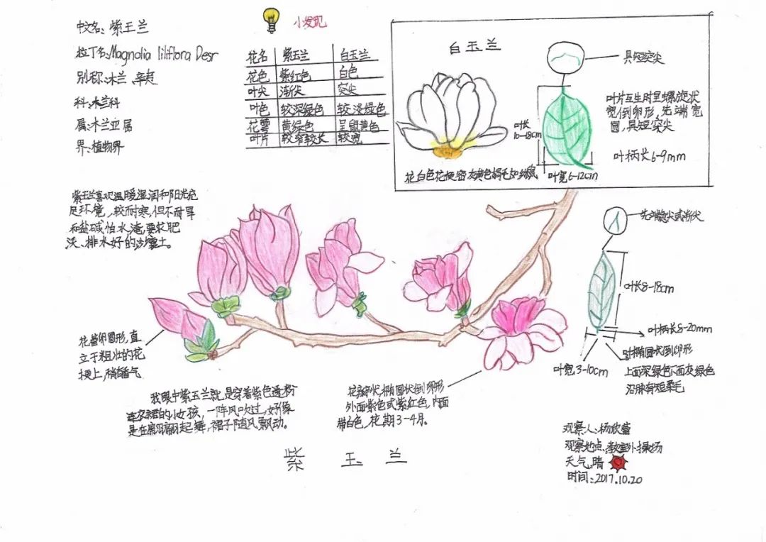 梅花植物记录卡怎么写图片