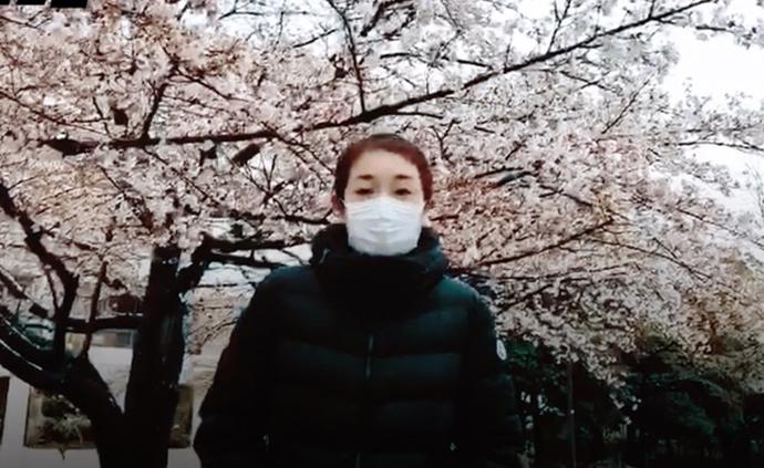 疫情下的日本樱花季：樱花雪数十年不遇，美不胜收