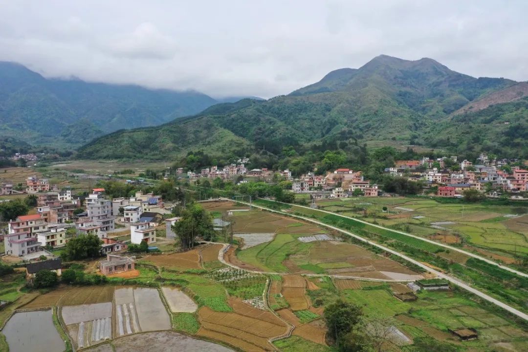 乡村新闻官清远播报189连南铁坑村曾金水高山上的东方橄榄油就在这里