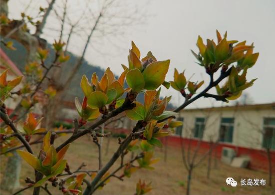 齐齐芽草开花图片图片