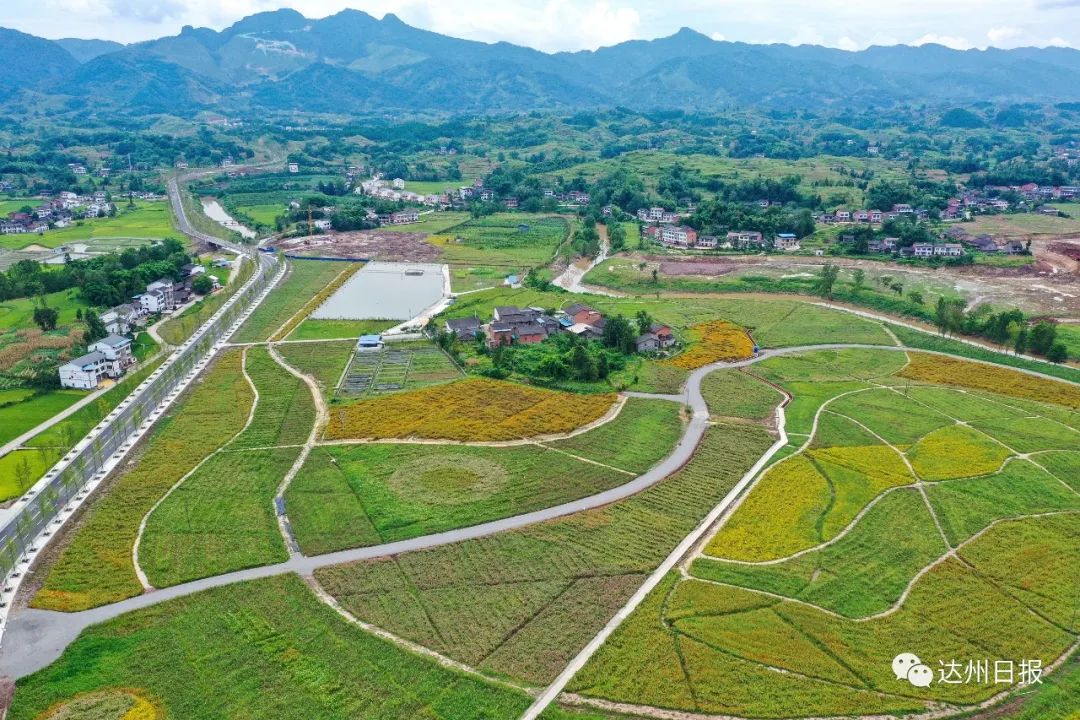 达川区万家镇700亩花海基地(达州日报航拍队 摄)渠县李馥镇凤凰村万亩