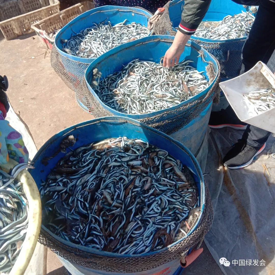 (小杂鱼,小斑海豹的食物)