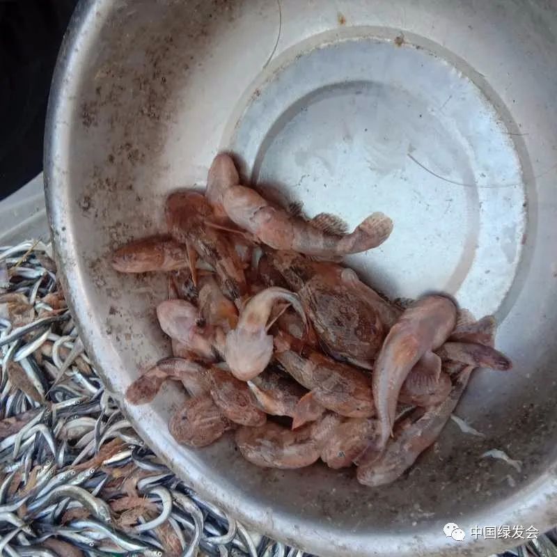 (杂伴鱼)