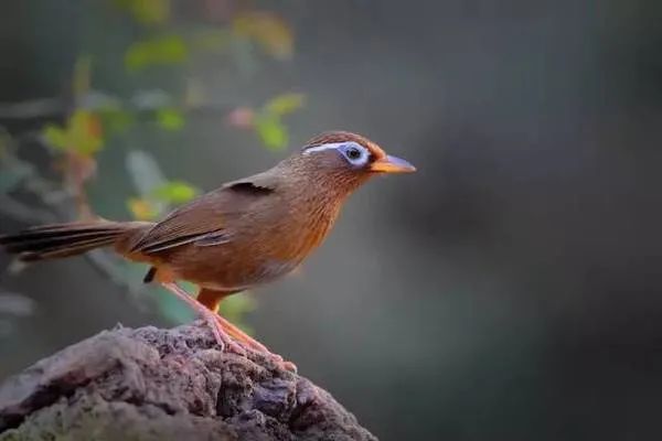画眉▲ 白脸山雀▲ 灰喜鹊画眉,白脸山雀,灰喜鹊等,一年四季守卫着