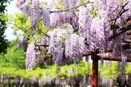 擴散明天830嘉定紫藤園遊覽預約系統正式上線4月5日起入園必須預約