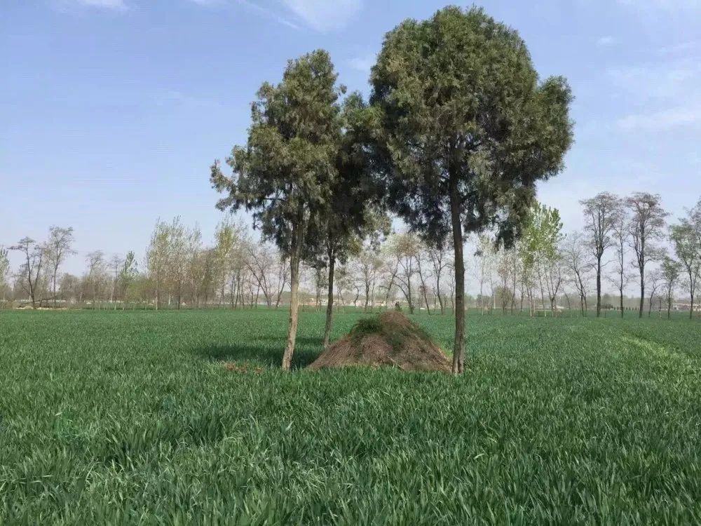 母亲的坟茔 | 李智信