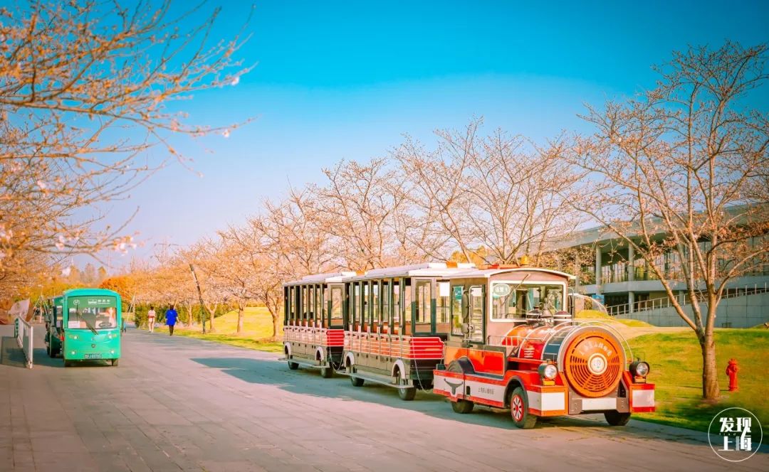 上海惊现一辆"专列小火车",5站赏遍各国花海!
