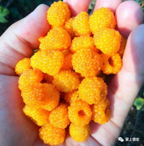 德宏人都吃过！童年的味道，它熟了......