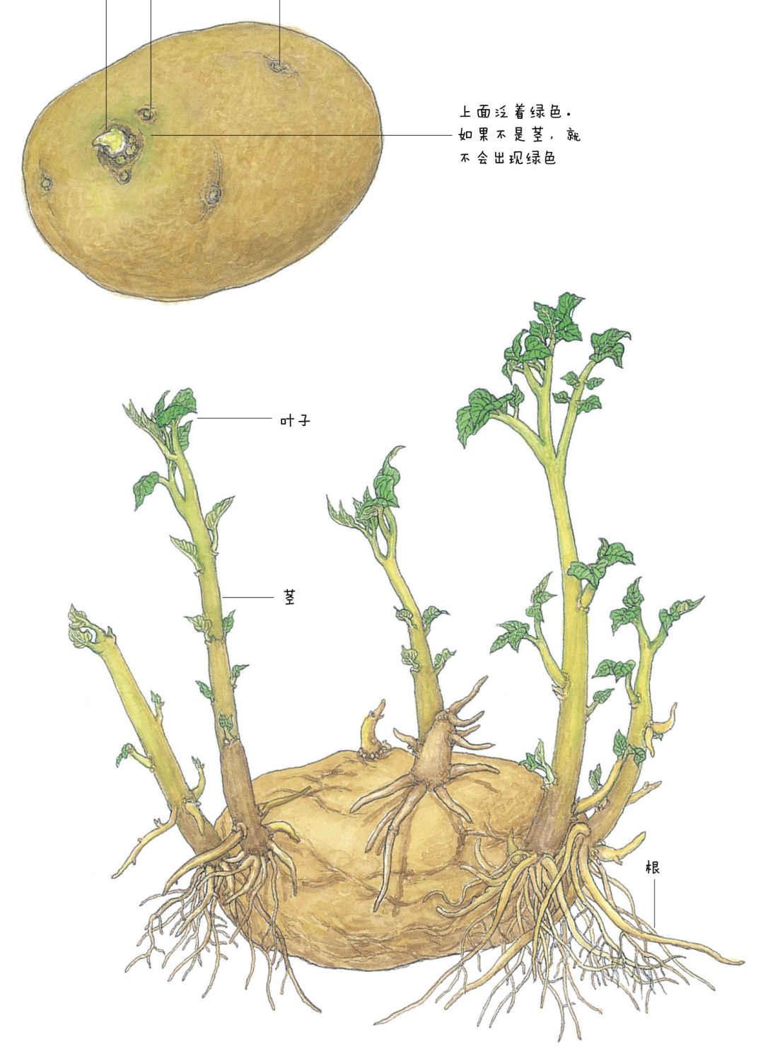 阳台土豆的种植方法 - 花百科