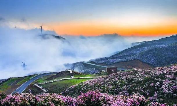 推荐| 一年一度醉春风,乌蒙花开映山红