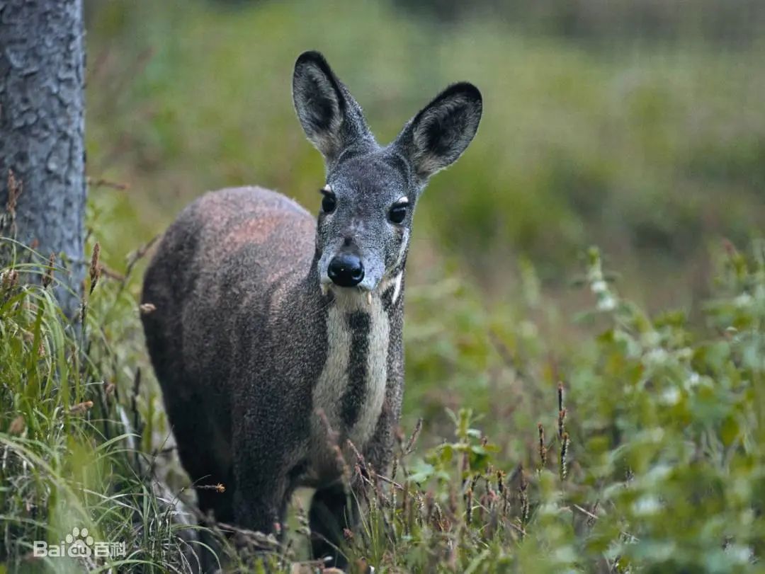保护野生动物守护自然之美丨法官说法①