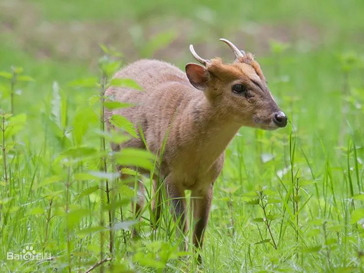 保護野生動物守護自然之美丨法官說法①