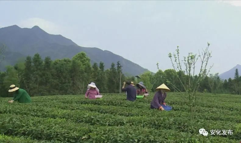 安化縣茶業協會提高茶葉採摘標準提升安化黑茶質量