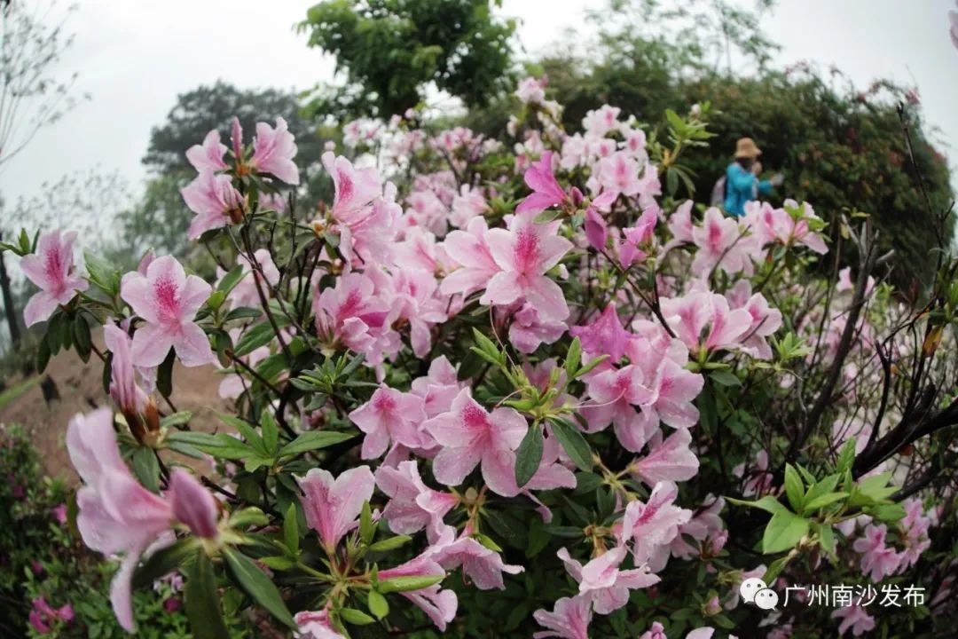 万花丛中过,让人流连忘返浓郁恬静的桃花缤纷多彩的杜鹃花清纯浪漫的