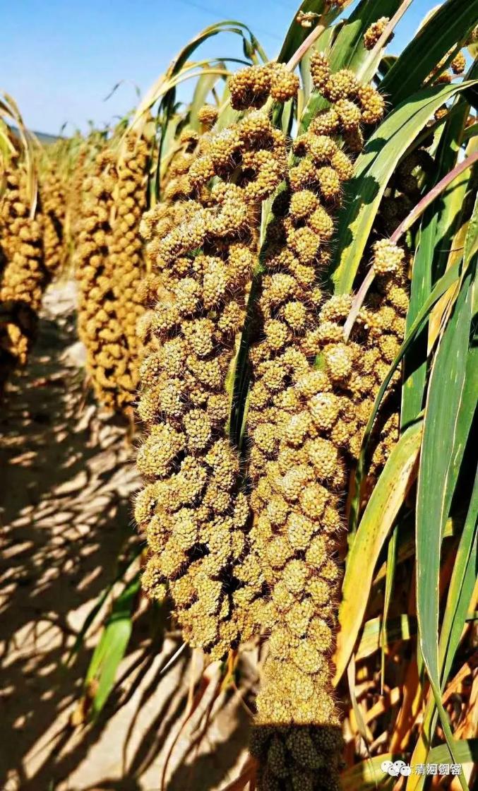 【原创】小谷子助山区农民走上脱贫致富路