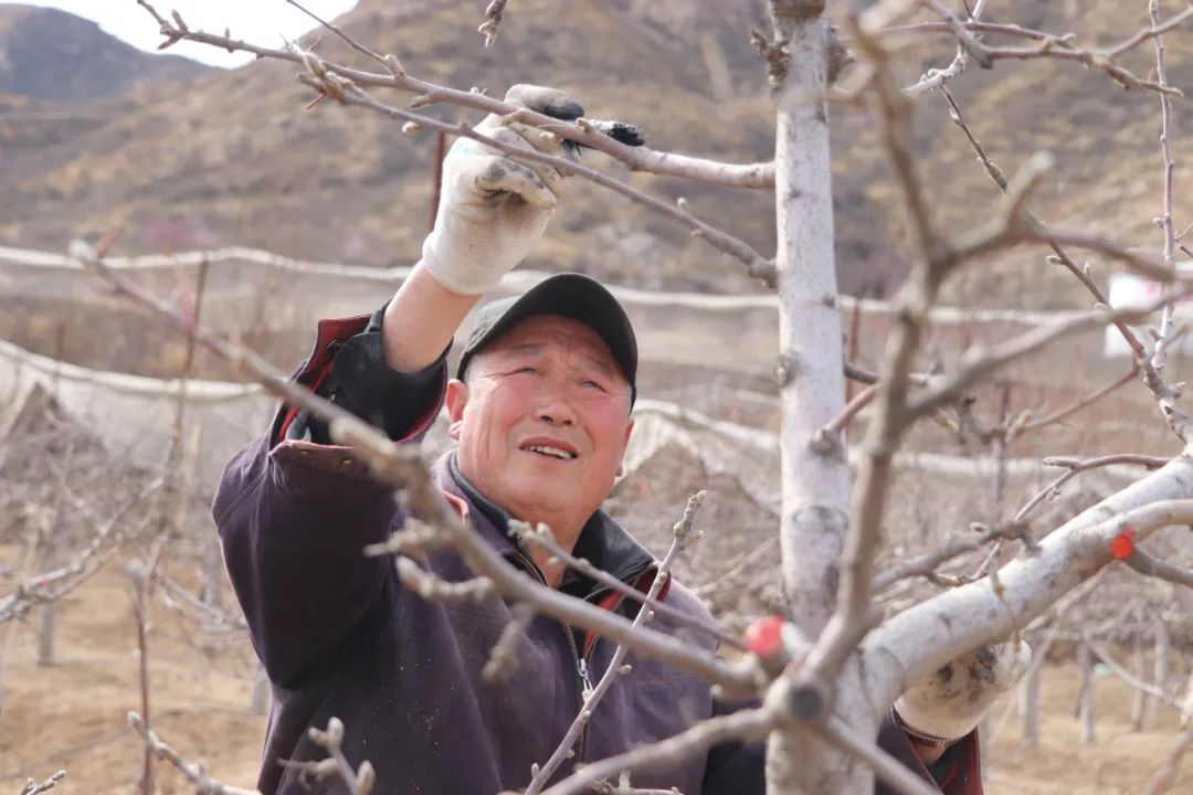 懷來縣北辛堡鎮蠶房營村是傳統水果種植專業村,在蠶房營村的田間地頭