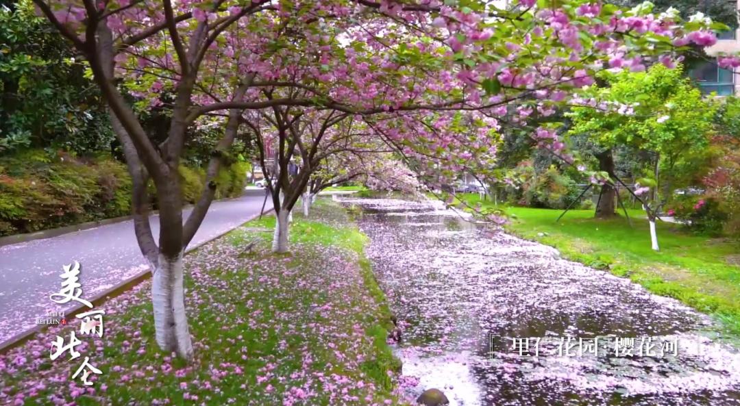 北仑樱花公园图片