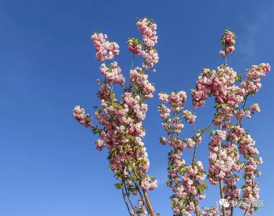 白银水川湿地公园樱花图片