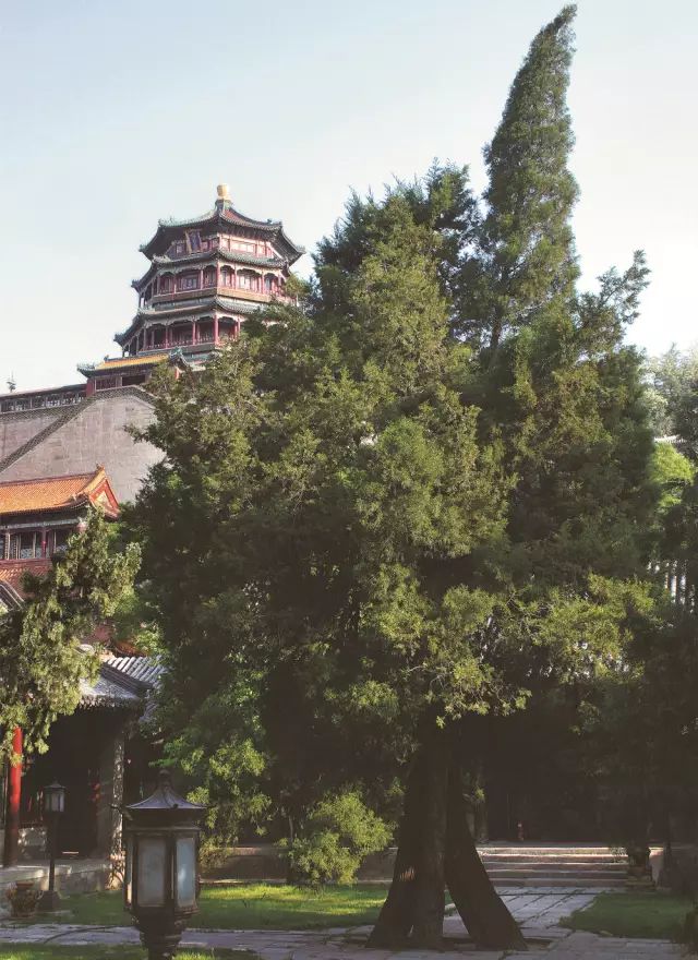 颐和园介寿堂院内人字柏