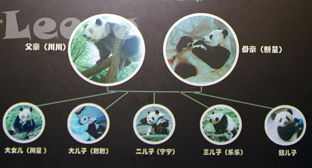 方志四川61大熊猫文化高富华爱情传奇子孙近百英雄母亲大熊猫新星的