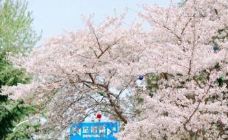 青岛城阳樱花盛放，白天如云似雪，夜晚如梦幻童话