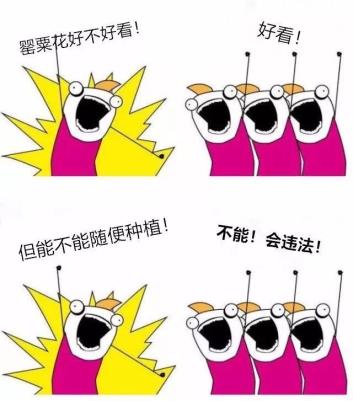 警方提醒 这种 花 不能种 否则后果很严重 政务 澎湃新闻 The Paper