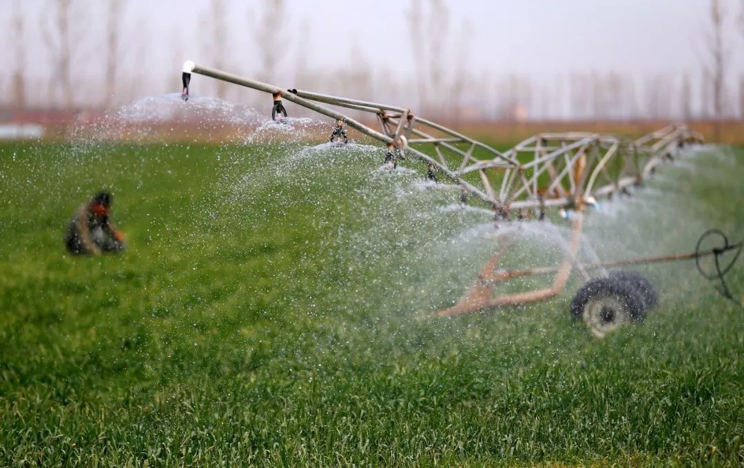 营里村,青岛馨健乐农机合作社的农民使用卷盘式喷灌机进行冬小麦灌溉