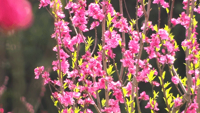 400_226gif 动态图 动图