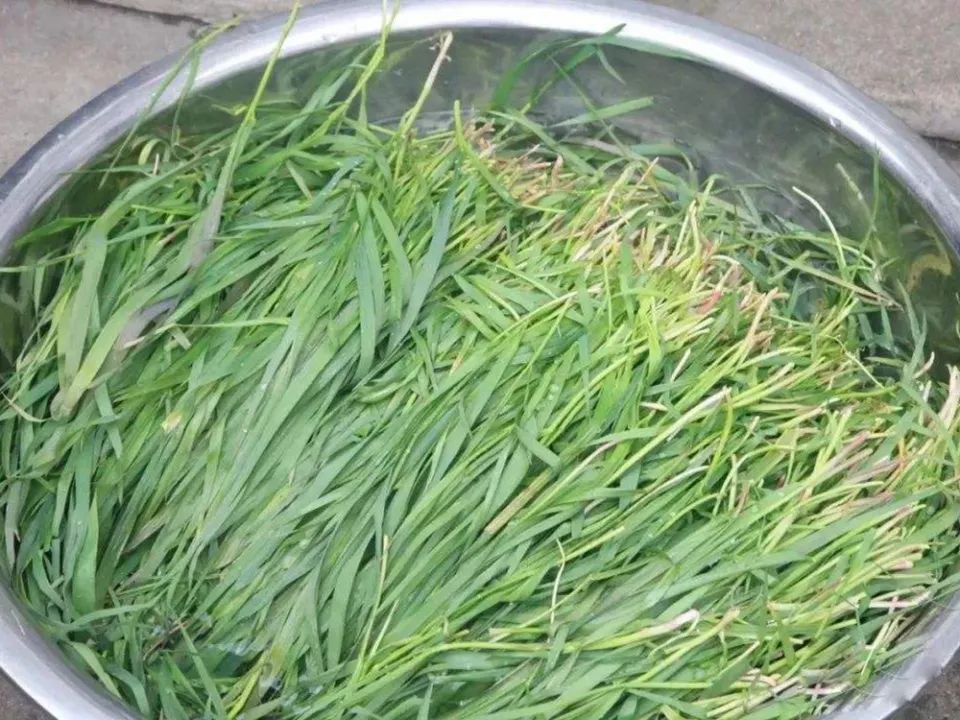 浆麦草草头,也叫苜蓿,原本是一种牛羊饲料,但在江南地区常作为蔬菜