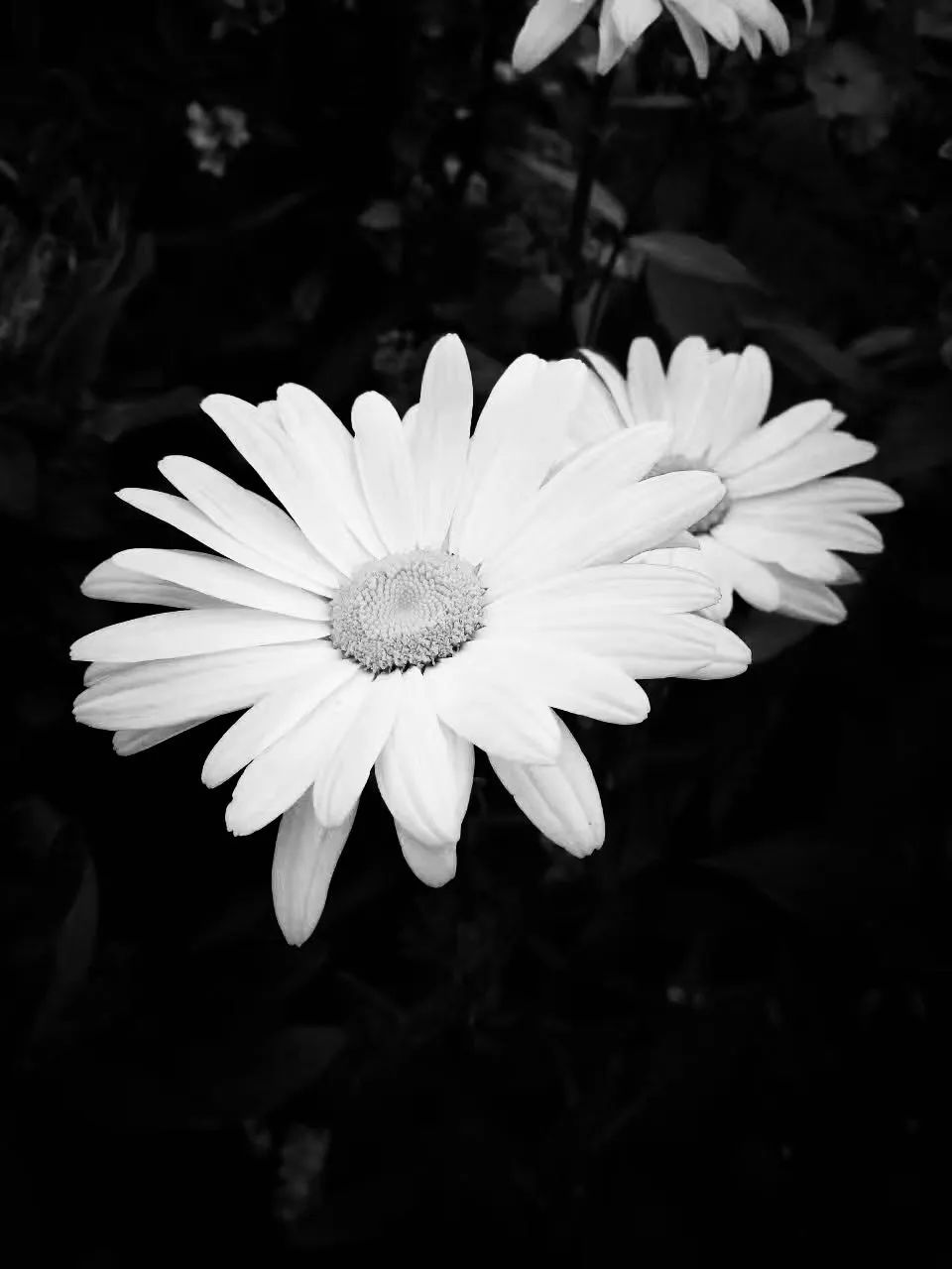 黑白菊花蜡烛悼念图片图片
