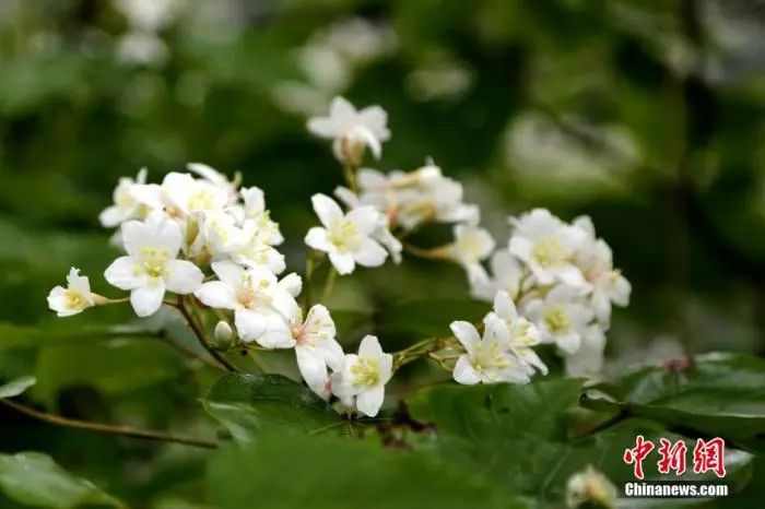 【今日清明】几缕春风,寄托思念