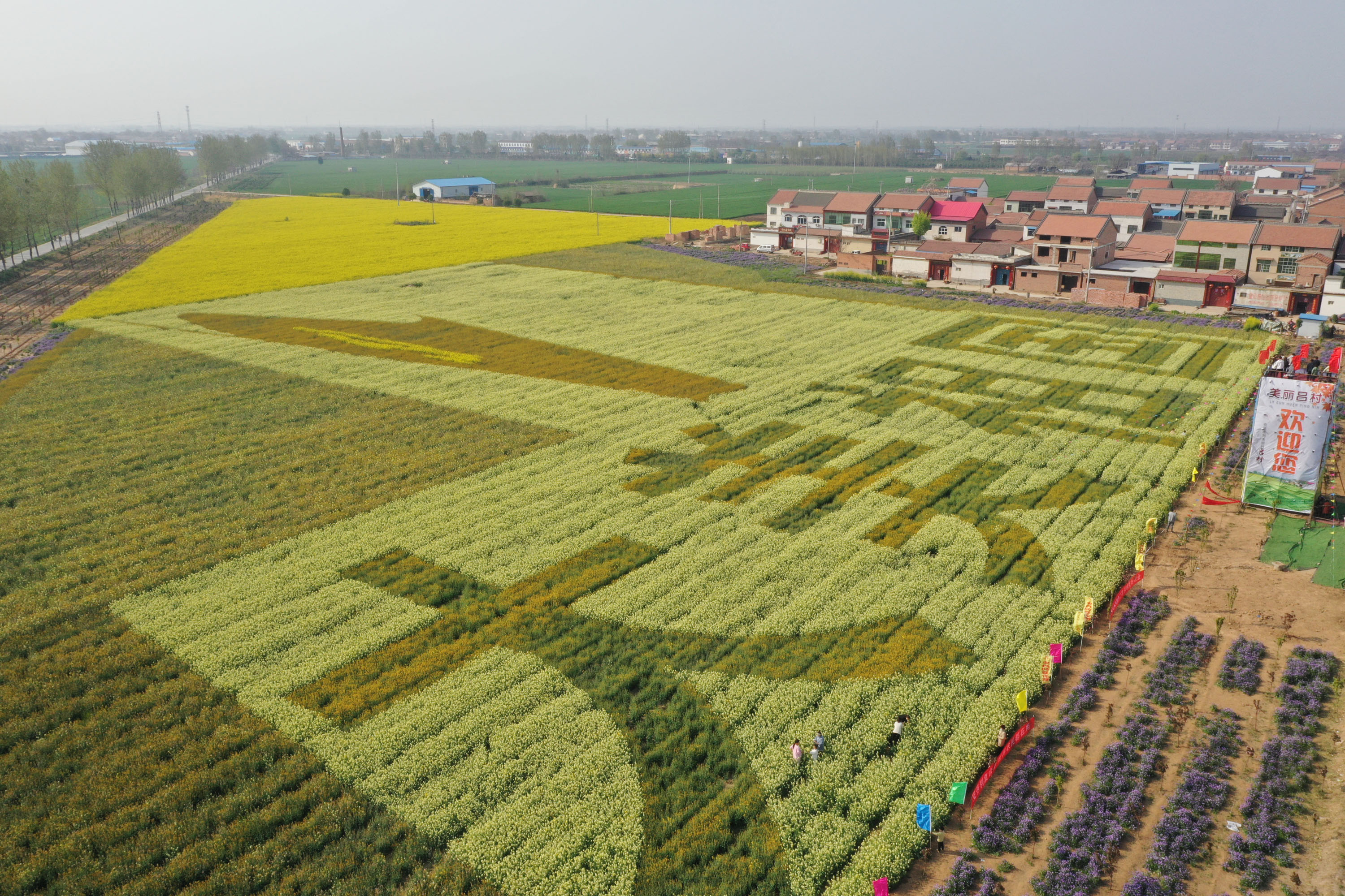 河南温县油菜花海醉游人